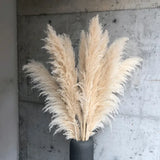 Pampass Grass | Boho Home Decor