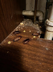 Cockroach Gel Bait | Indoor Roach Control Syringe