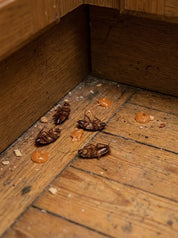 Cockroach Trap Gel | Indoor Roach Bait Syringe