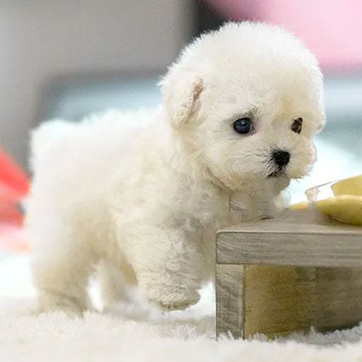 Interactive Robot Puppy | Realistic Movement · Homefinn