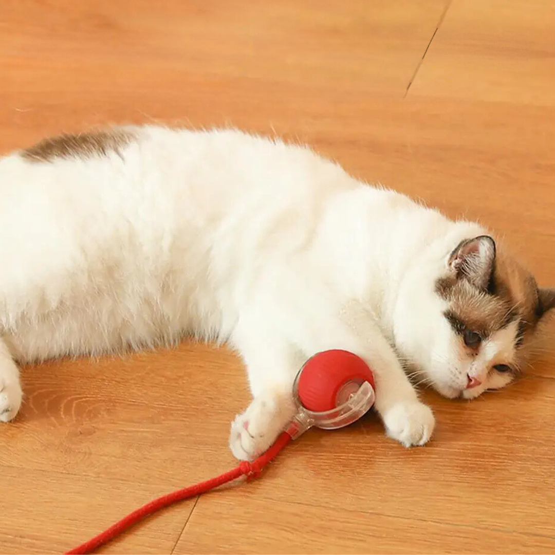 Cat Toy | Interactive Cat Toys-Cat Toy-Homefinn