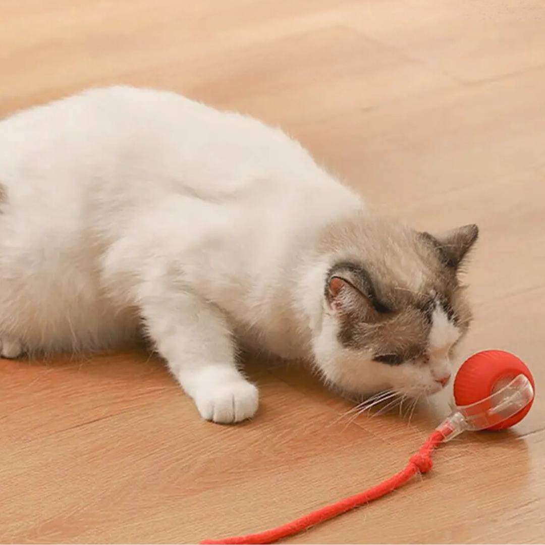 Cat Toy | Interactive Cat Toys-Cat Toy-Homefinn