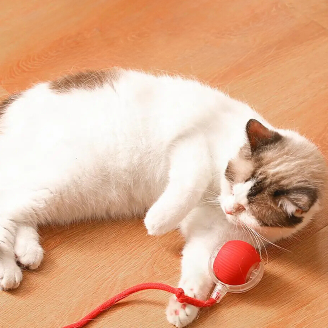 Interactive Cat Toy | Automatic Play Pet Enrichment-Cat Toy-Homefinn